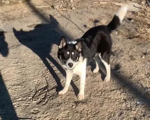 Потерянная собака Джек в Южно-Сахалинске - Кошки в Южно-Сахалинск