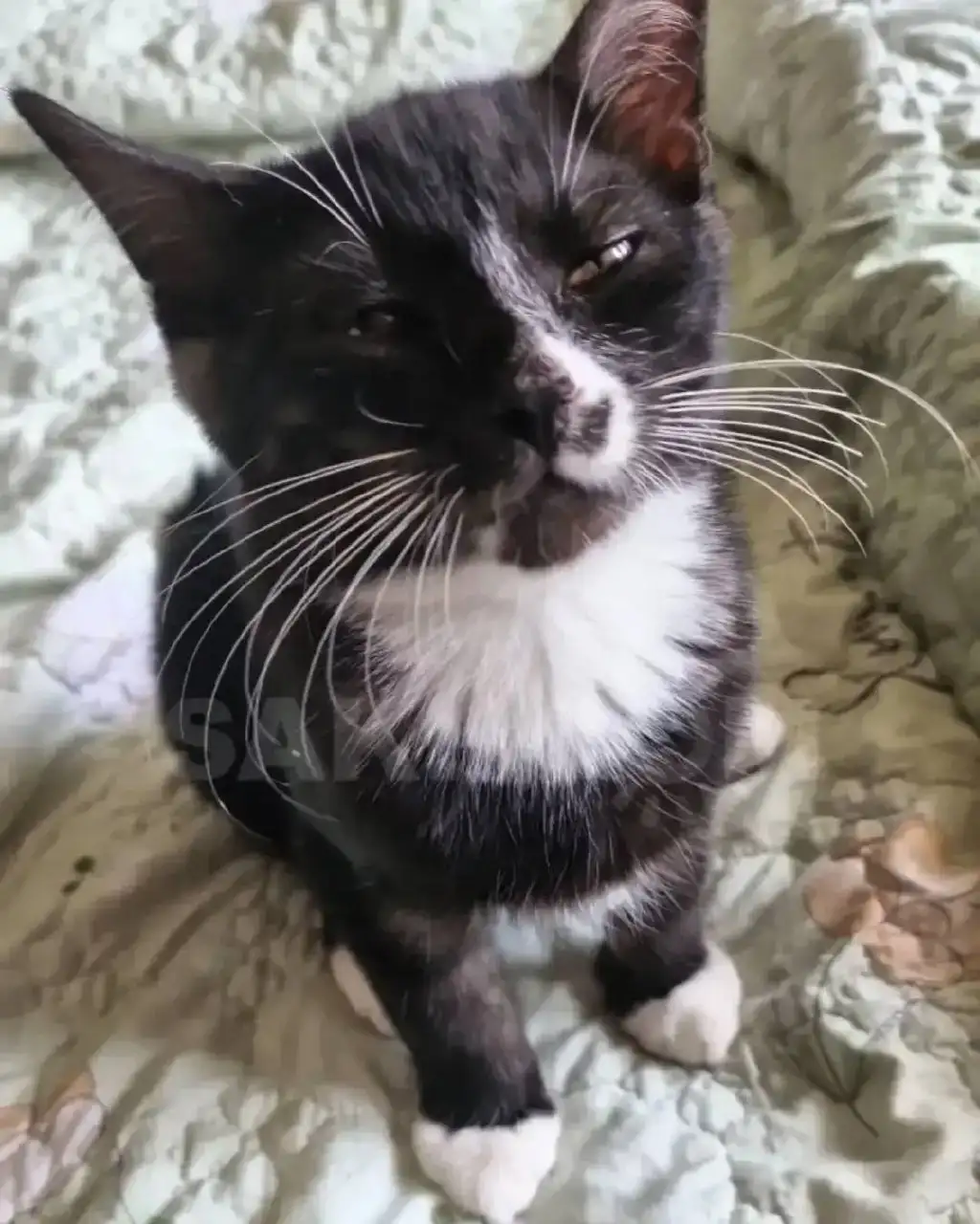 Пропал кот в районе школы - Потерянные/найденные (Животные) в Южно-Сахалинск