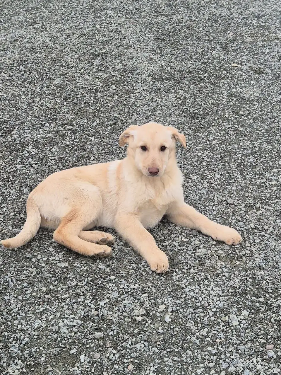 Щенок для дома и охраны в Южно-Сахалинске - Собаки (Животные) в Южно-Сахалинск