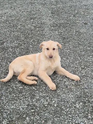 Щенок для дома и охраны в Южно-Сахалинске - частное объявление в Южно-Сахалинск
