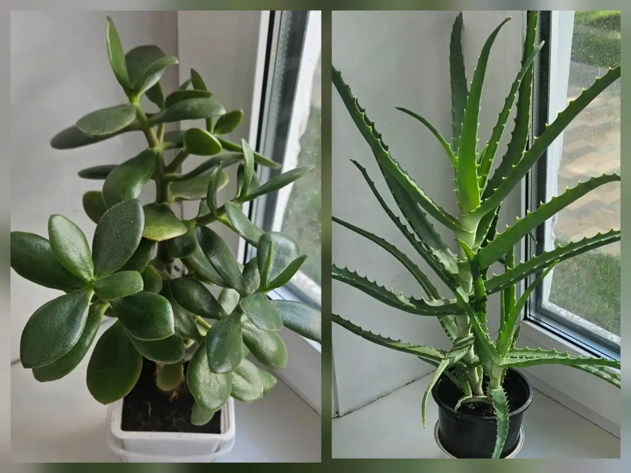 Продам денежное дерево и алоэ древовидное - Растения (Барахолка) в Южно-Сахалинск
