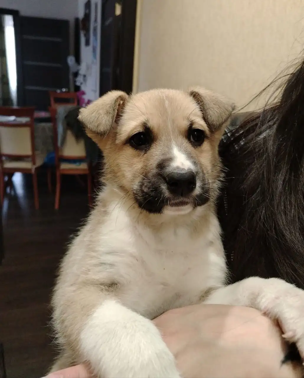 Ищем дом и ответственных родителей для девочки Милы - Собаки (Животные) в Южно-Сахалинск