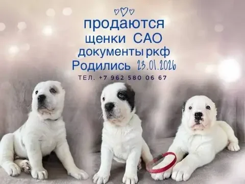 Сопровождение по вопросам воспитания - Ремонт и отделка в Южно-Сахалинск