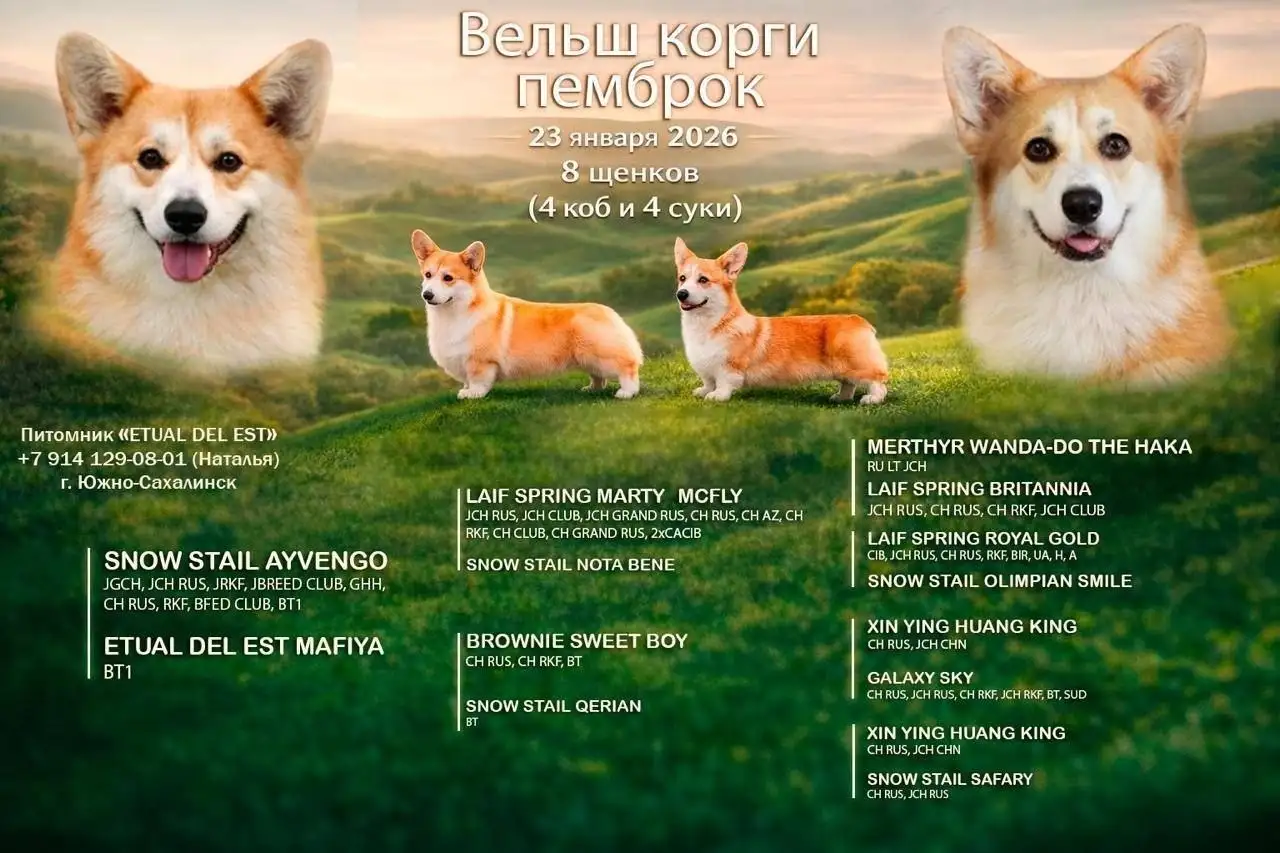 Продаются щенки Вельш Корги - Собаки (Животные) в Южно-Сахалинск