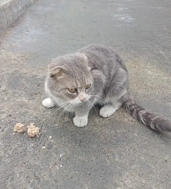 Ищем хозяев для кота в стрессе - Кошки (Животные) в Южно-Сахалинск