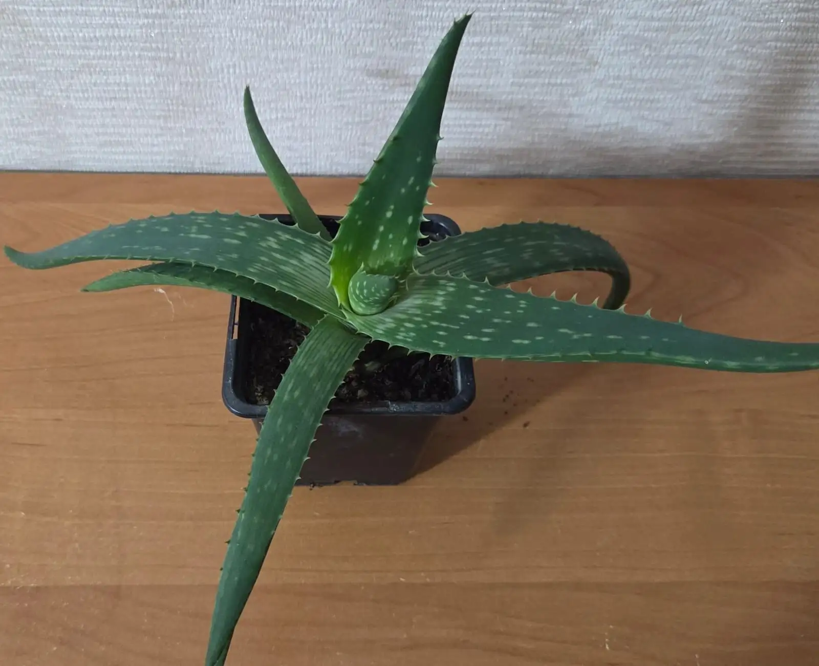 Продам Алоэ вера - Комнатные растения (Растения) в 