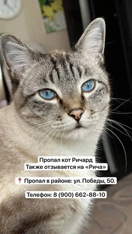 Пропал кот Ричард - Потеряшки в Южно-Сахалинск