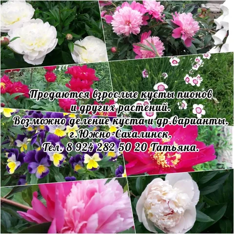 Пионы 2500 руб. за куст - Текстиль в Южно-Сахалинск