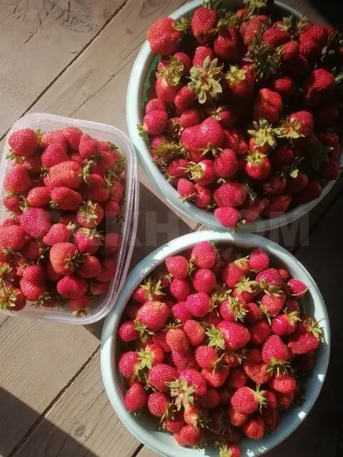 Продам свежую домашнюю клубнику - Для дома и дачи в Южно-Сахалинск