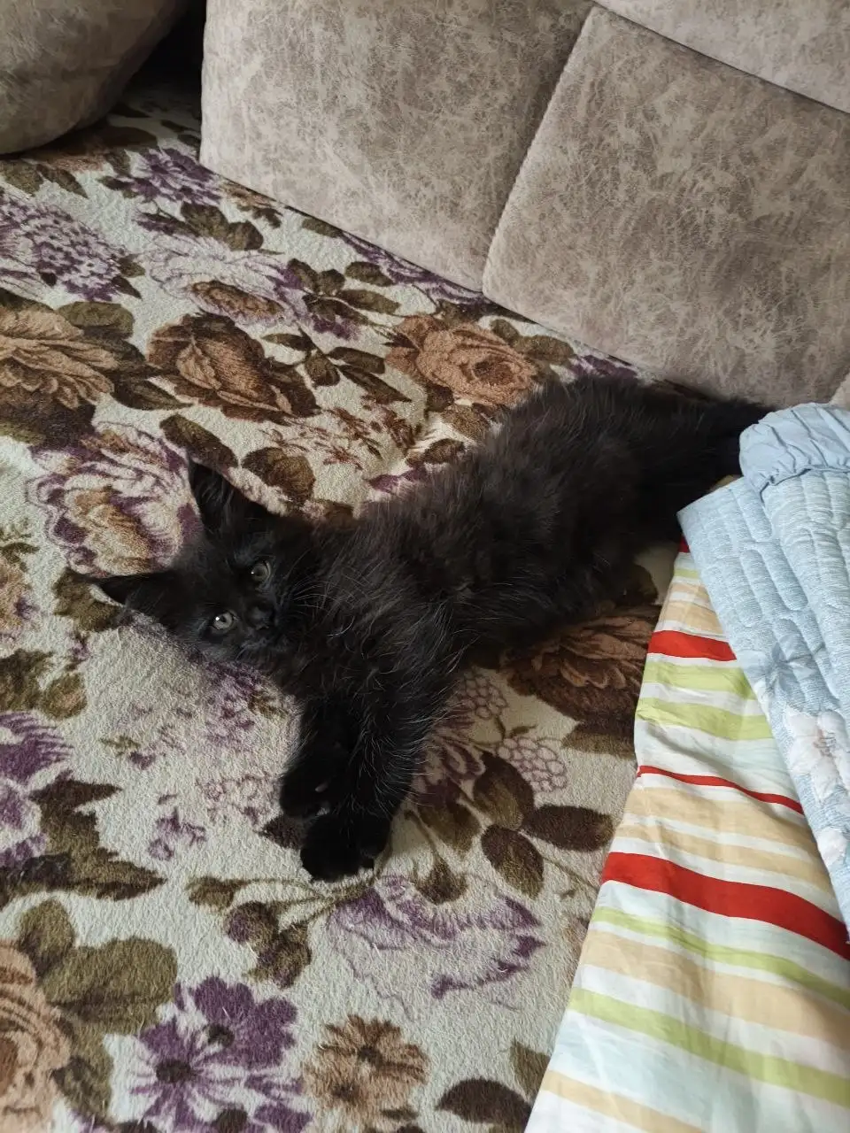 Котенок мейн-кун девочка 2 месяца - Кошки (Животные) в Южно-Сахалинск