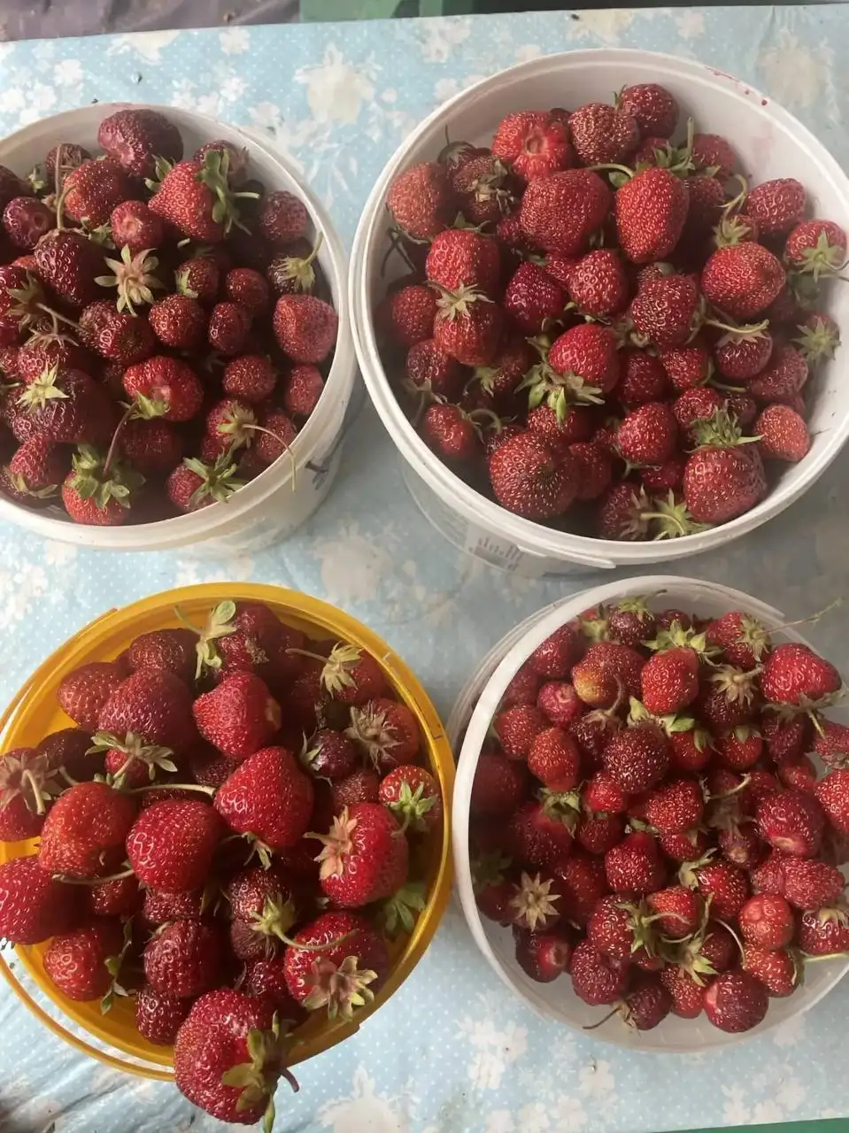 Продам клубнику 1 л - 700 р - Ягоды (Продукты) в Южно-Сахалинск