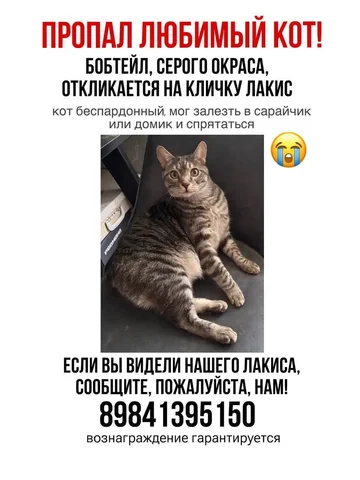 Пропал кот в СНТ Урожай - частное объявление в Южно-Сахалинск
