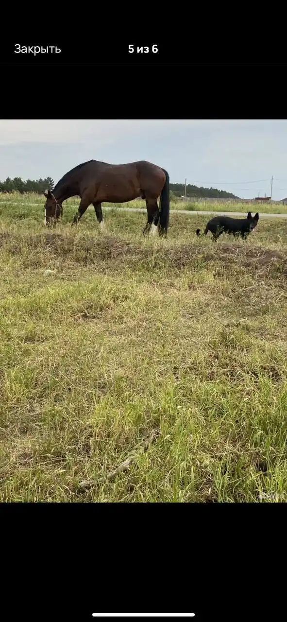 Продажа коня МЕРЕНА 2015 года