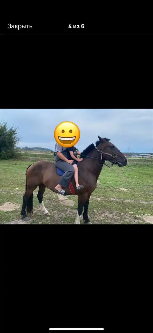 Продажа коня МЕРЕНА 2015 года