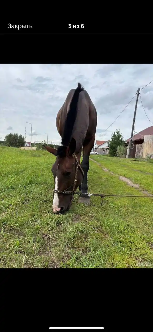 Продажа коня МЕРЕНА 2015 года