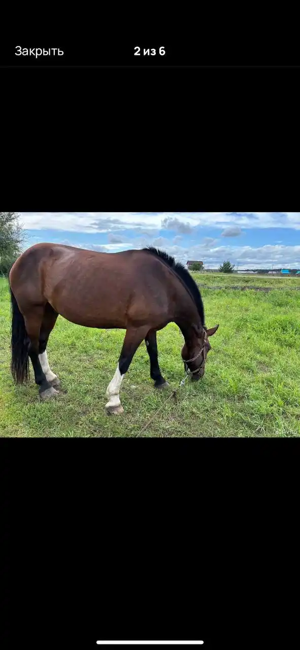 Продажа коня МЕРЕНА 2015 года