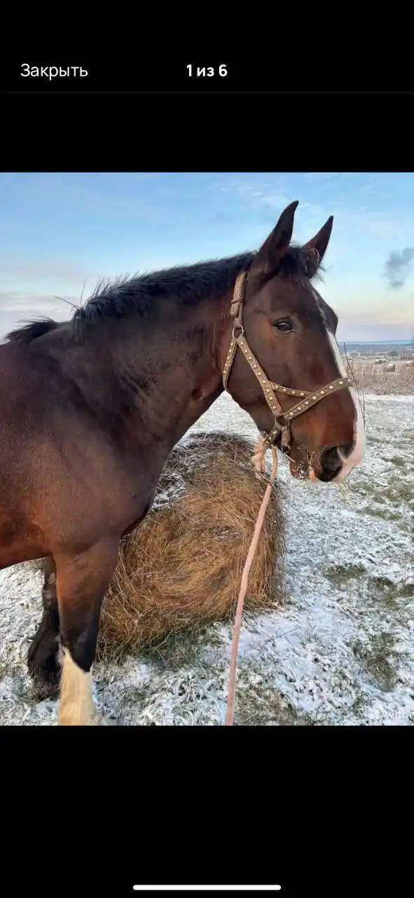 Продажа коня МЕРЕНА 2015 года