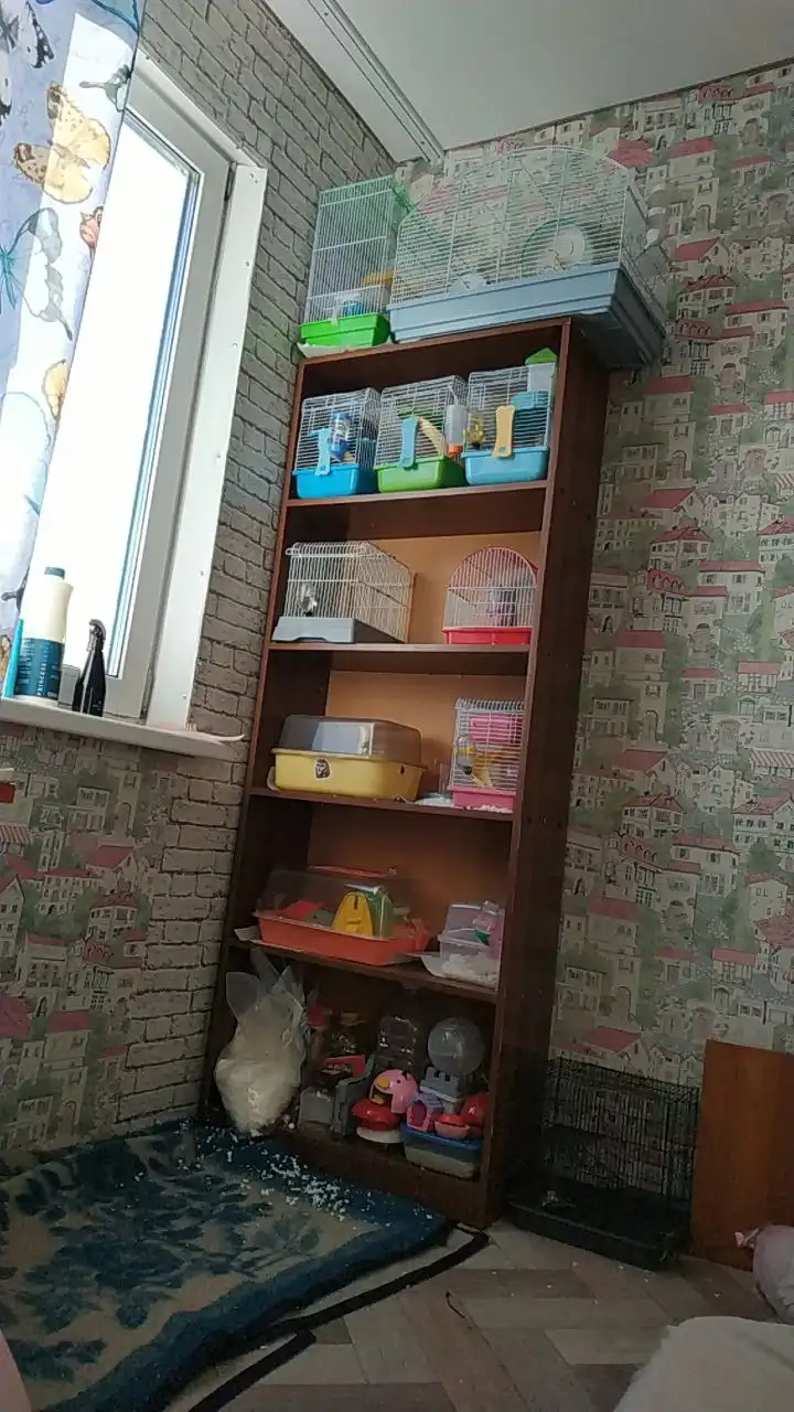 Бесплатная встреча с хомяками и чаепитие