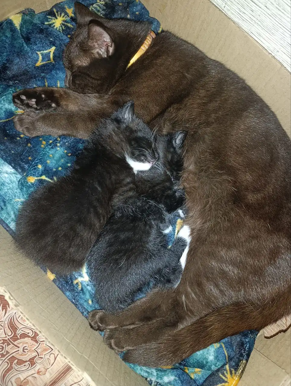 Котята в добрые руки