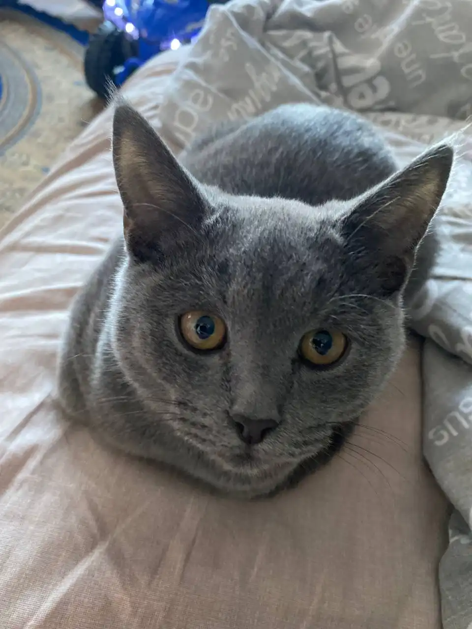 Британский котенок 7 месяцев