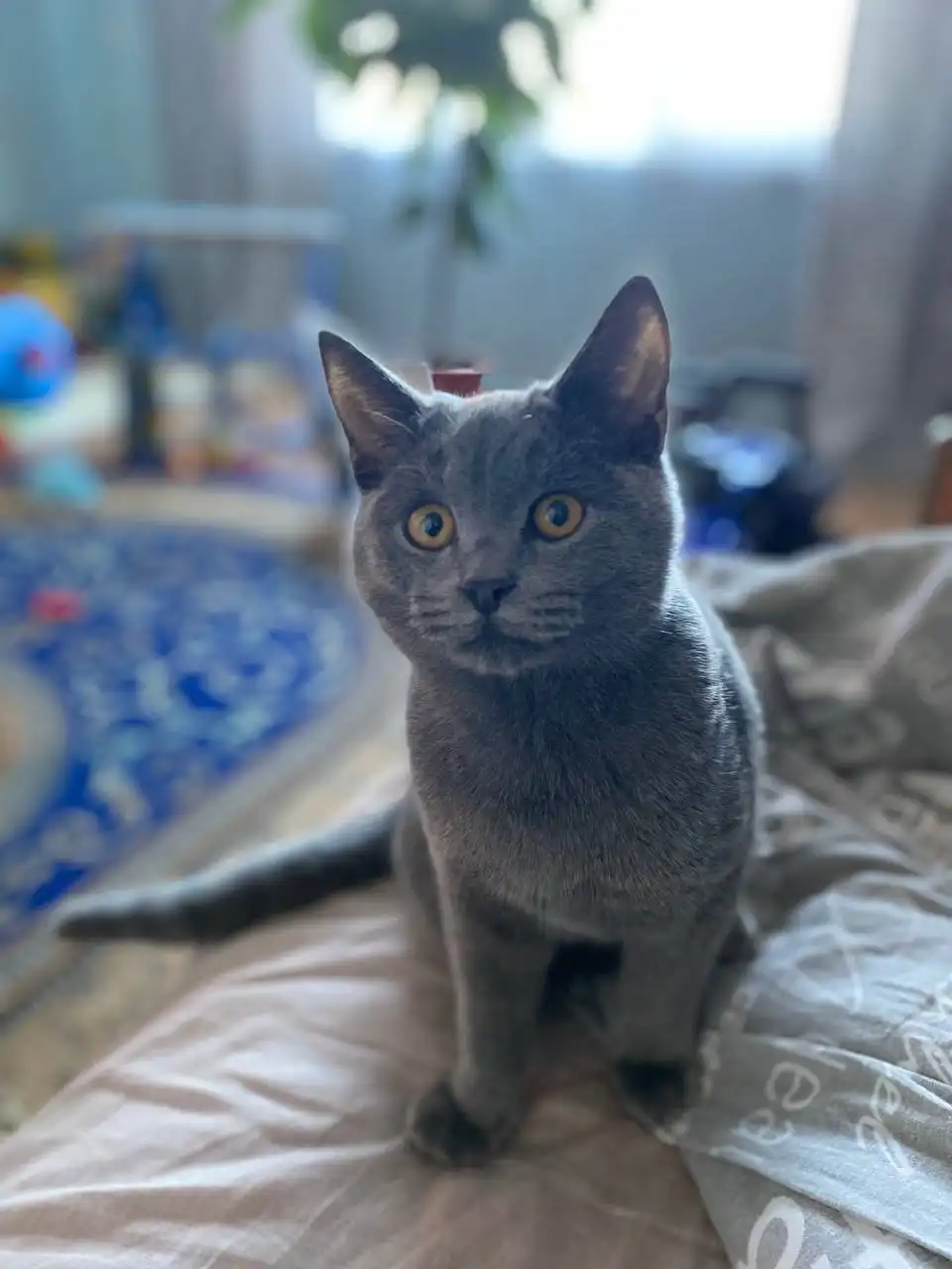 Британский котенок 7 месяцев