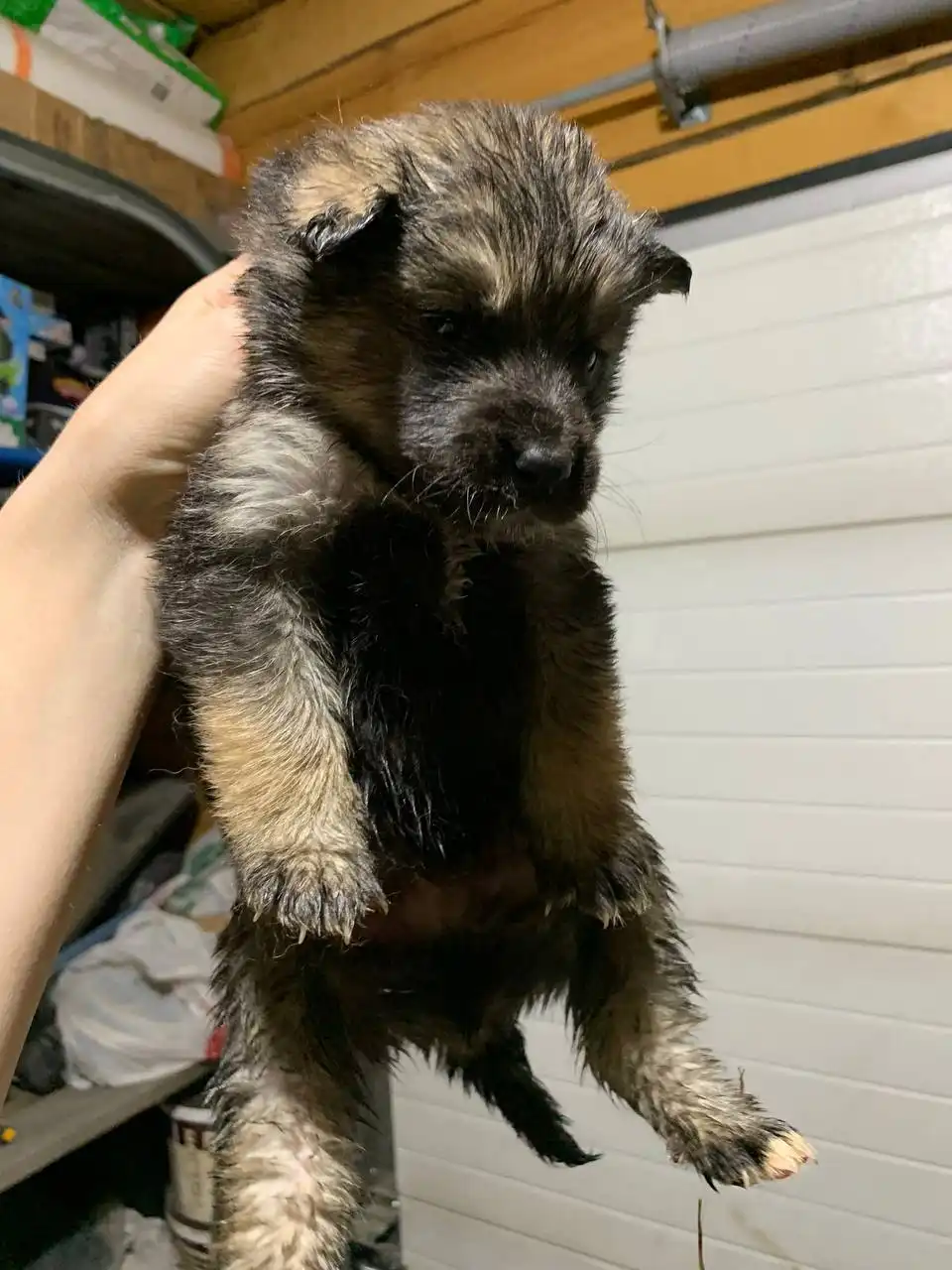 Щенки от аляскинского маламута и овчарки