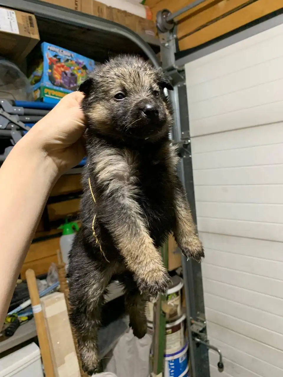 Щенки от аляскинского маламута и овчарки