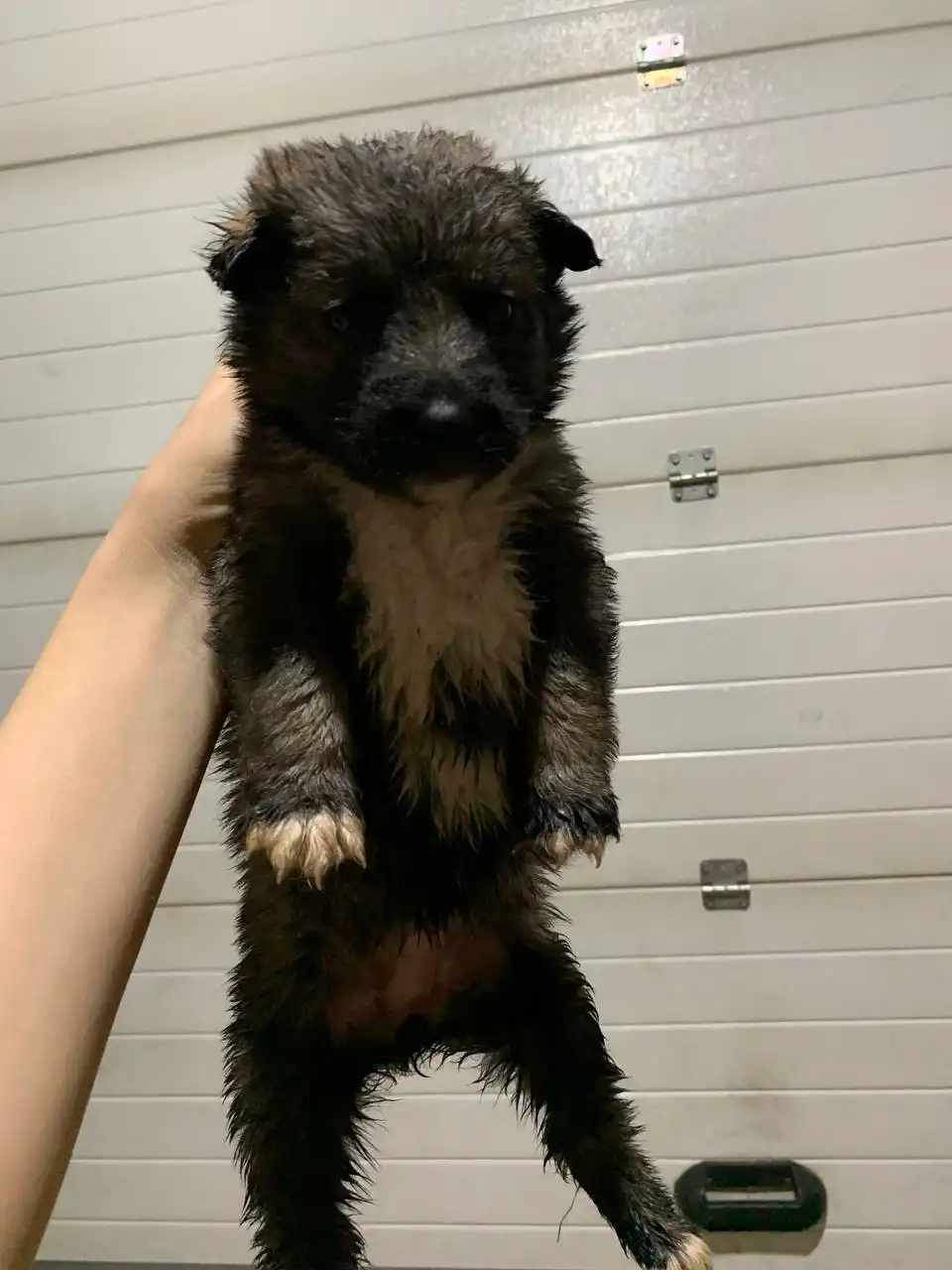 Щенки от аляскинского маламута и овчарки