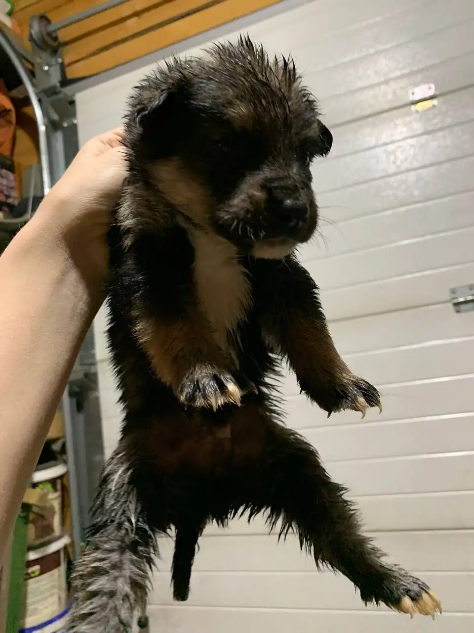 Щенки от аляскинского маламута и овчарки