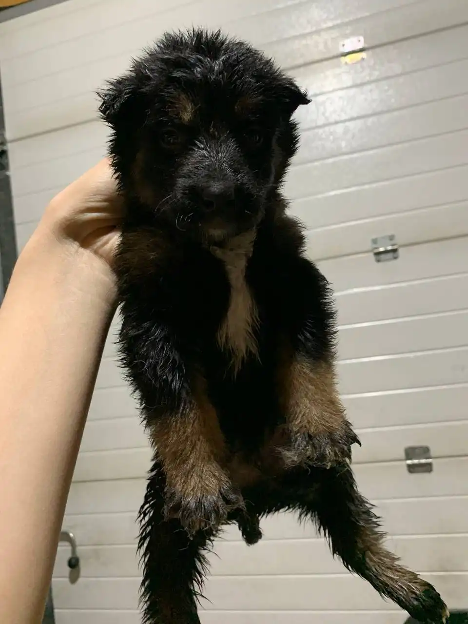 Щенки от аляскинского маламута и овчарки