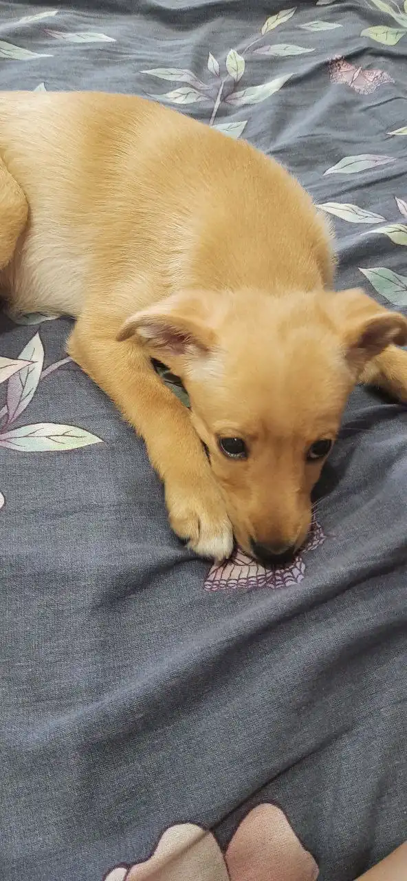 Щенок в добрые руки