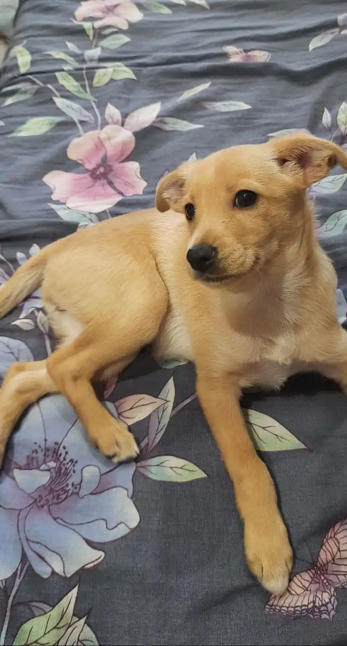 Щенок в добрые руки