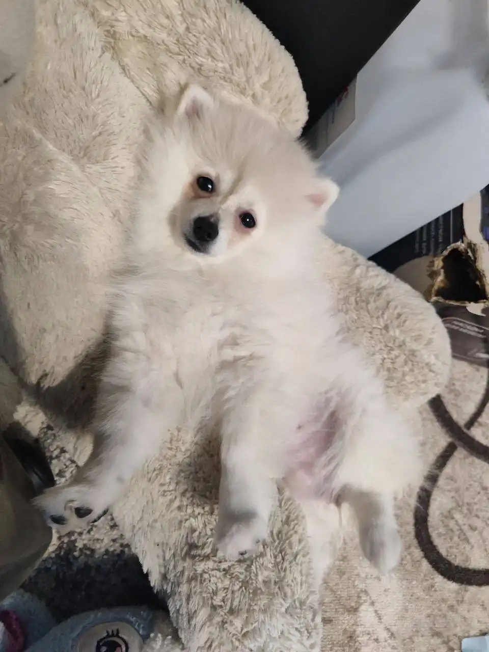 Продажа щенка шпица 4 месяца