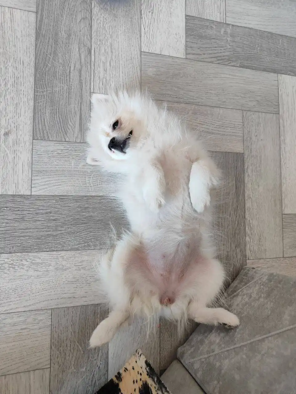 Продажа щенка шпица 4 месяца