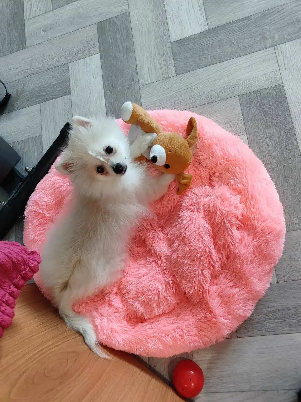 Продажа щенка шпица 4 месяца