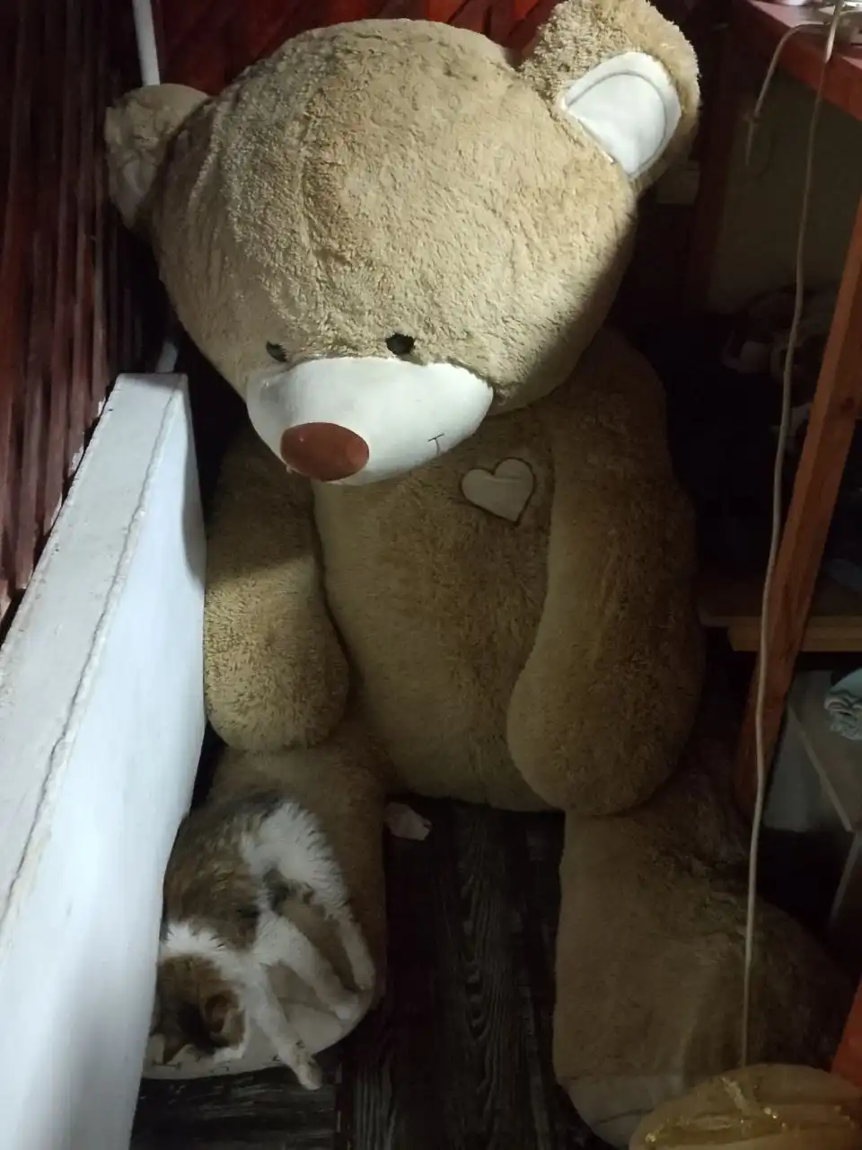Продажа медведя - Барахолка в Минусинск