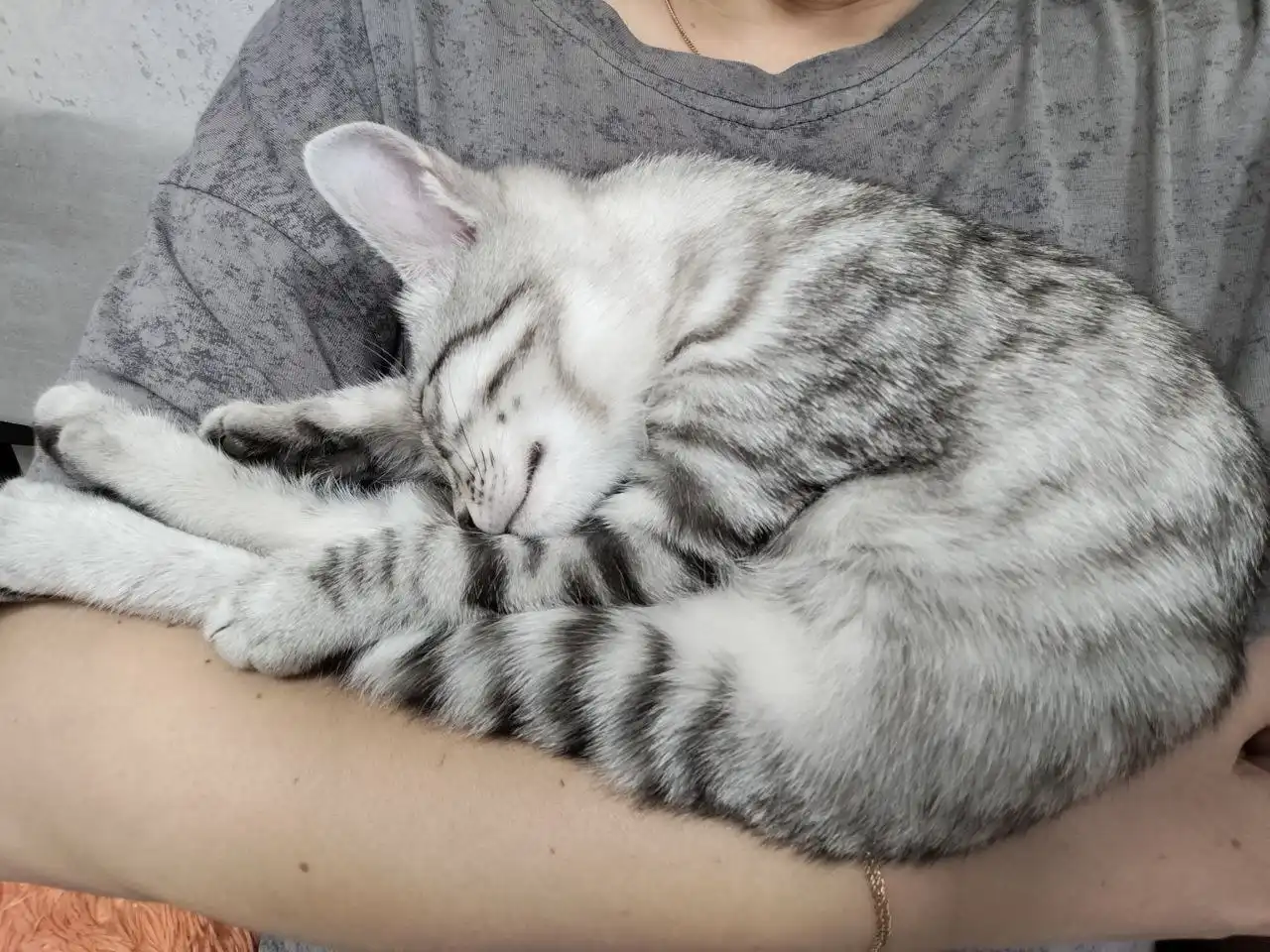 Котенок в добрые руки - Кошки (Животные) в Минусинск