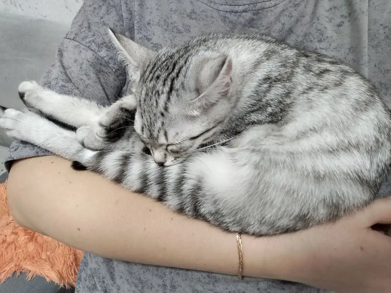 Котенок в добрые руки - Кошки (Животные) в Минусинск