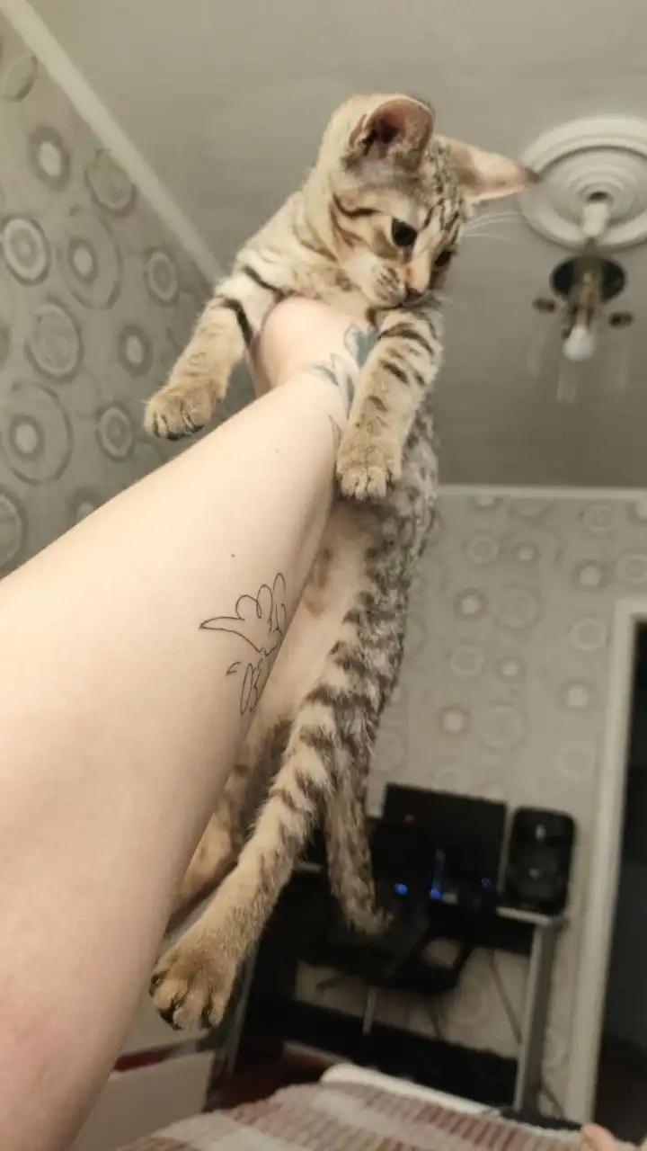 Продажа собаки породы хаски - Собаки (Животные) в Минусинск