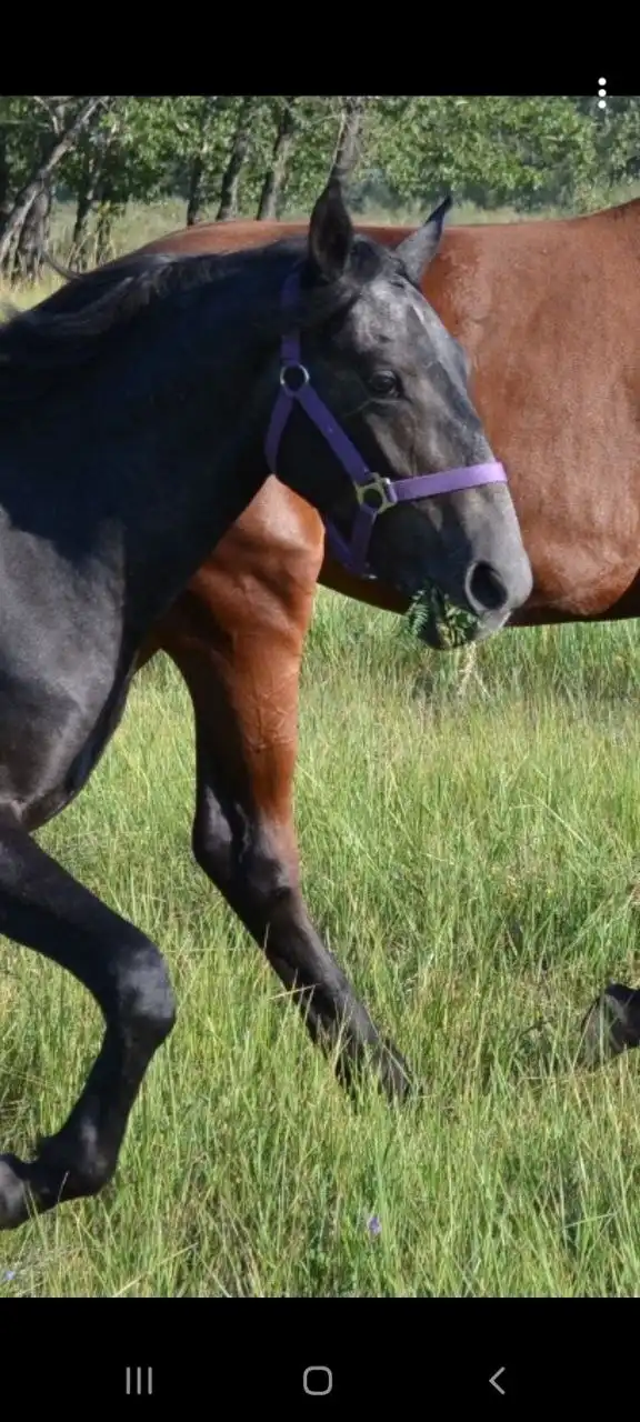 Продам недоуздок для лошади фирмы Вальтхаусен - Барахолка в Минусинск