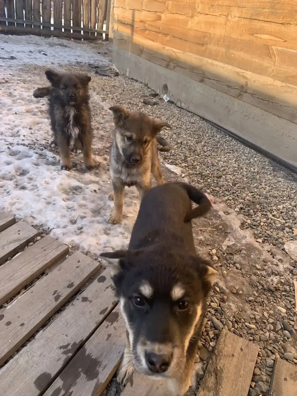 Отдам щенков девочек 3 месяца - Собаки (Животные) в Минусинск