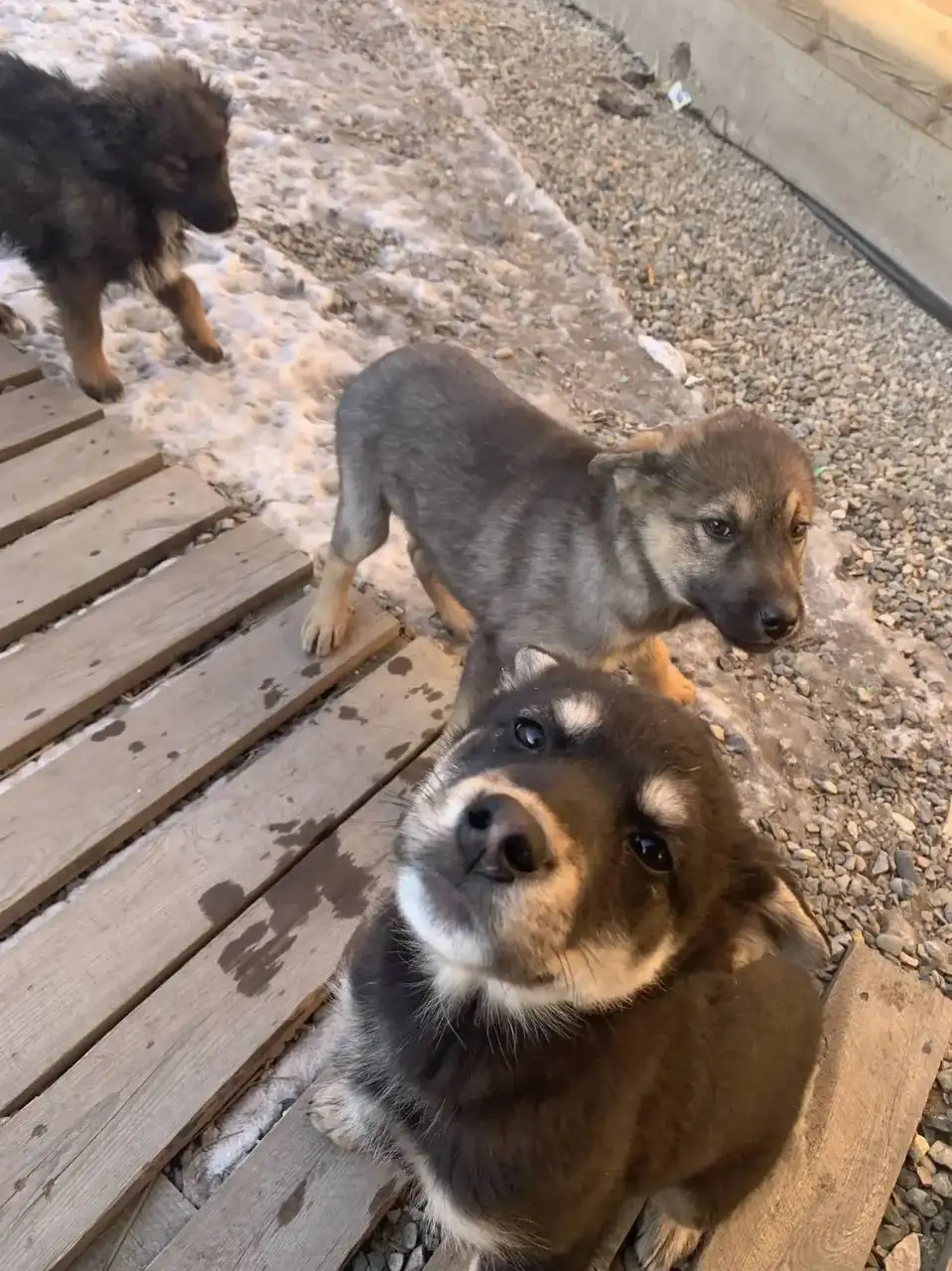 Отдам щенков девочек 3 месяца - Собаки (Животные) в Минусинск