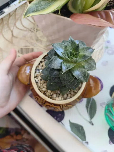 Отдам суккуленты за шоколад - Техника для кухни в Минусинск