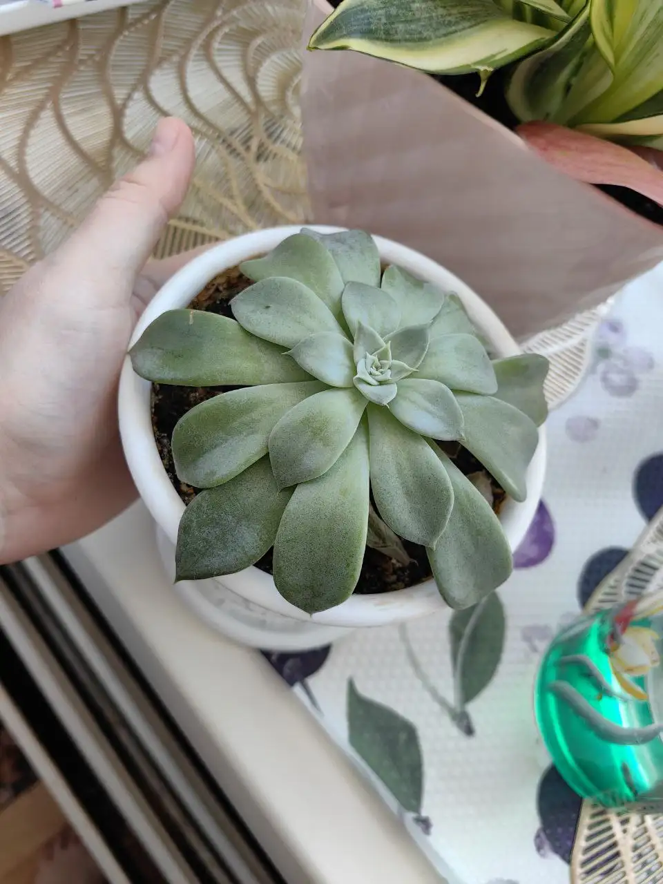 Отдам суккуленты за шоколад - Барахолка в Минусинск