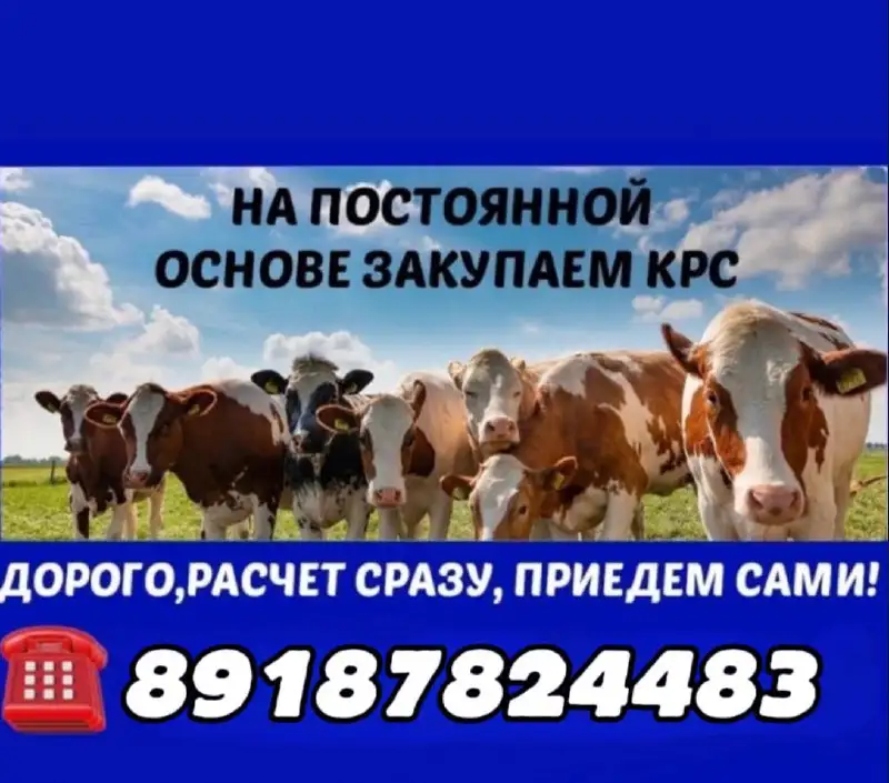 Закупка крупного рогатого скота - Крупный рогатый скот (Животные) в Минусинск