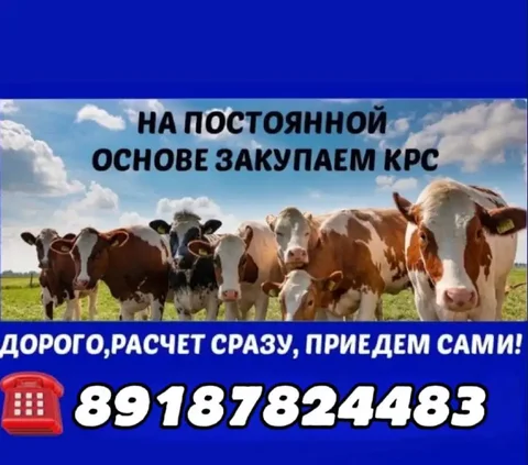 Закупка крупного рогатого скота - Животные в Минусинск