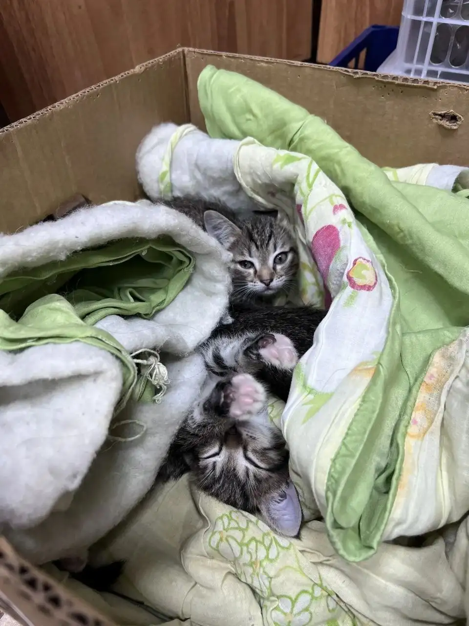 Отдам котят в добрые руки - Кошки/Котята (Животные) в Минусинск