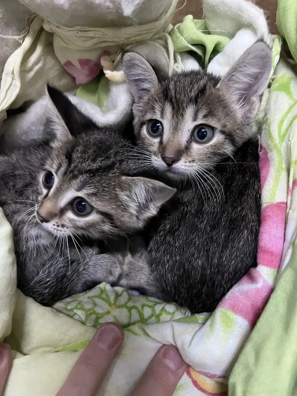 Отдам котят в добрые руки - Кошки/Котята (Животные) в Минусинск