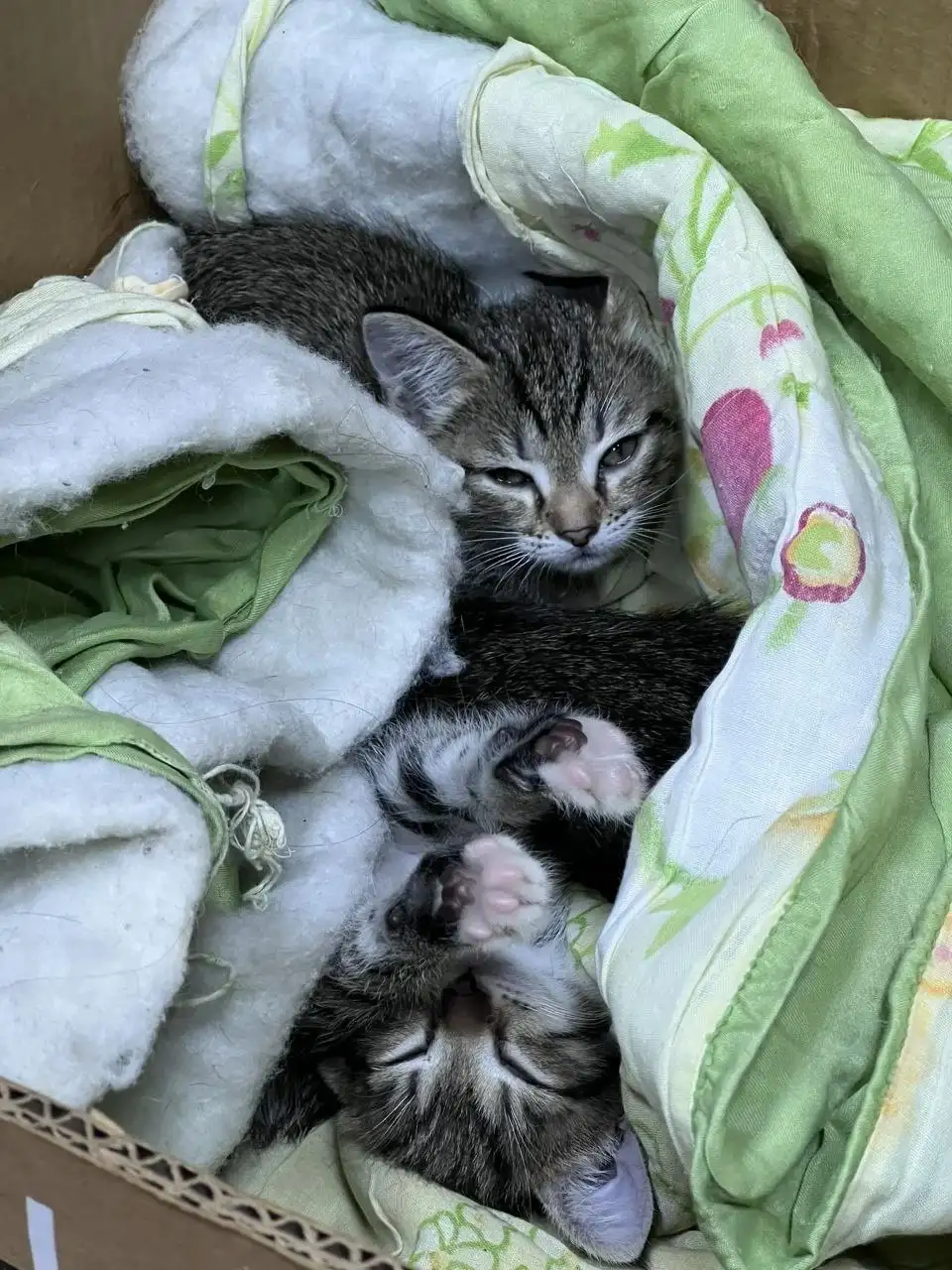 Отдам котят в добрые руки - Кошки/Котята (Животные) в Минусинск