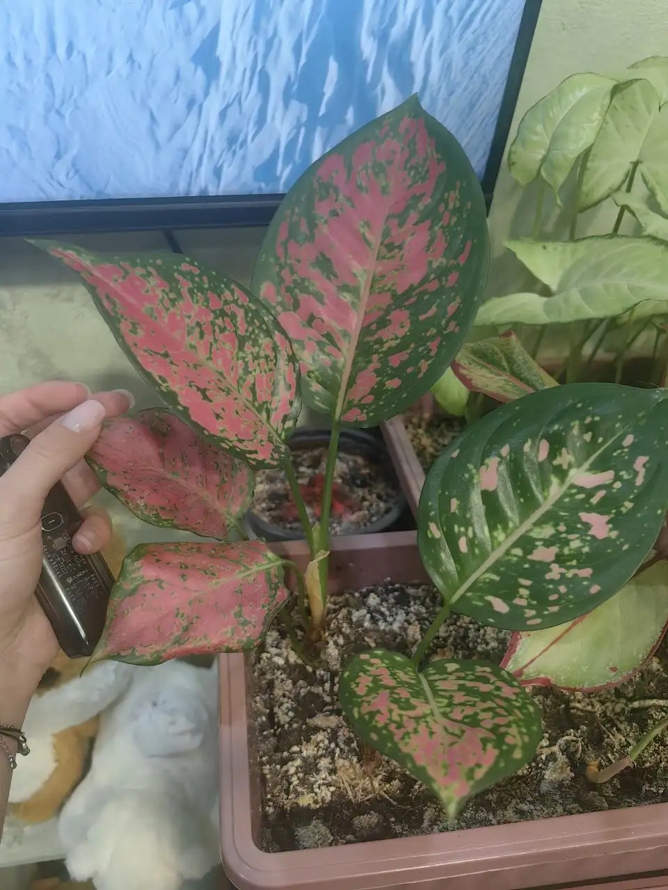 Продам Аглаонему и Сингониум - Барахолка в Минусинск